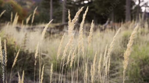Slow motion of an ear of corn