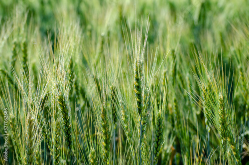 Green ears of wheat and rye close-up on an agricultural field symbol of a new crop