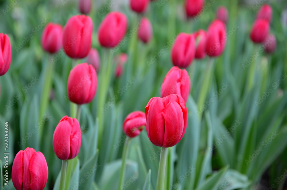  many red tulips in the garden bokeh