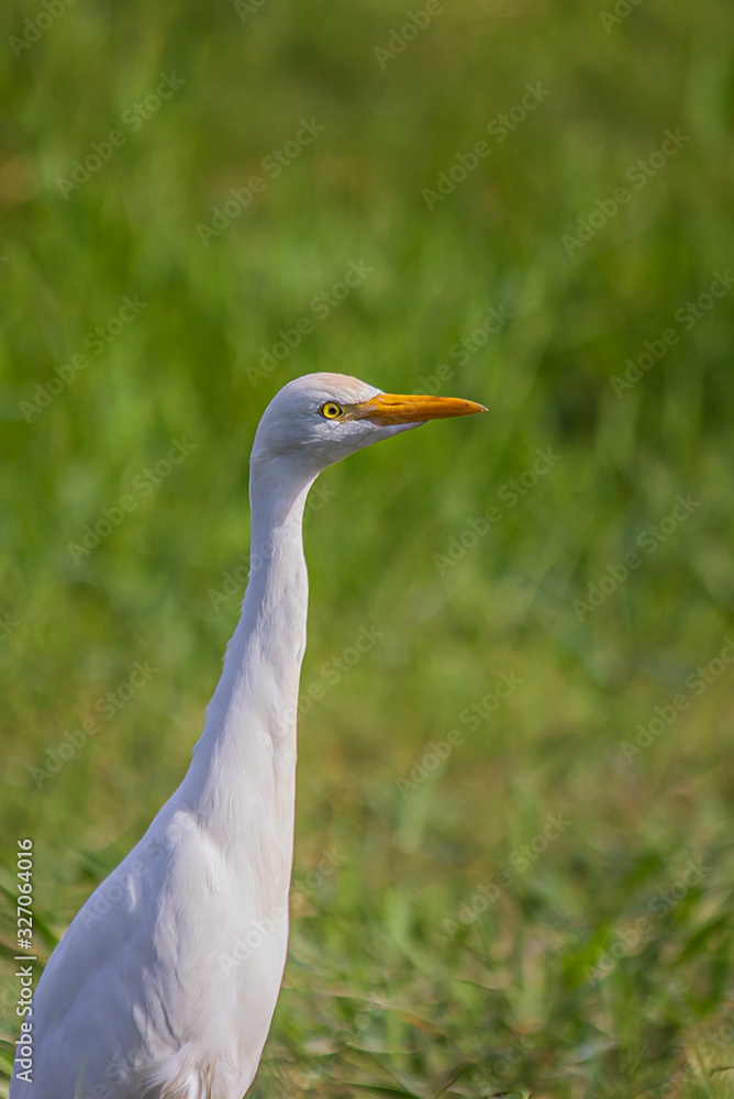 portrait of a white egyptian heron standing on the grass and carefully looking to the side portrait of a white egyptian heron standing on the grass and carefully looking to the side