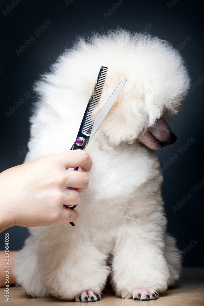 dog portrait scissors hand table dog portrait scissors hand table