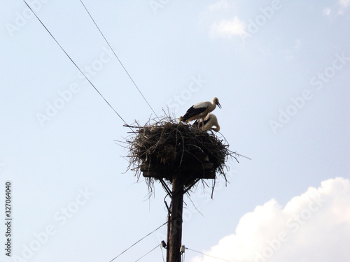 Storks in the nest. On an electric pole.