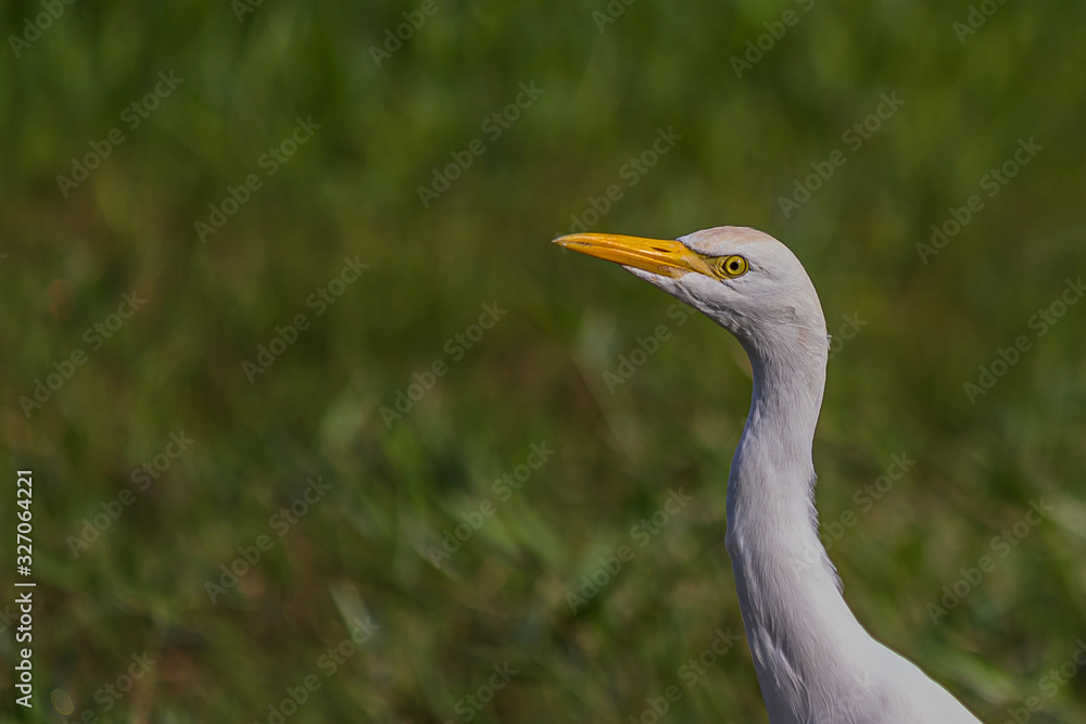 portrait of a white egyptian heron standing on the grass and carefully looking to the side arched neck portrait of a white egyptian heron standing on the grass and carefully looking to the side arched neck