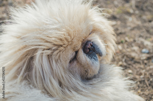 Full frame portrait of a fluffy, furry white dog making facial expressions