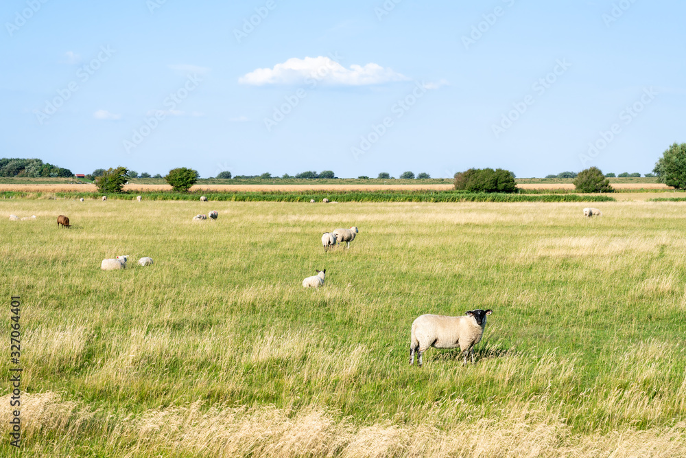 Herd of sheep in the meadow grazing