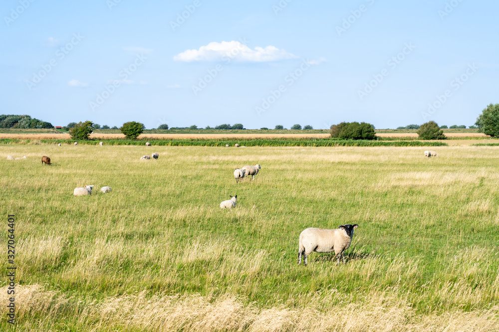 Herd of sheep in the meadow grazing Herd of sheep in the meadow grazing