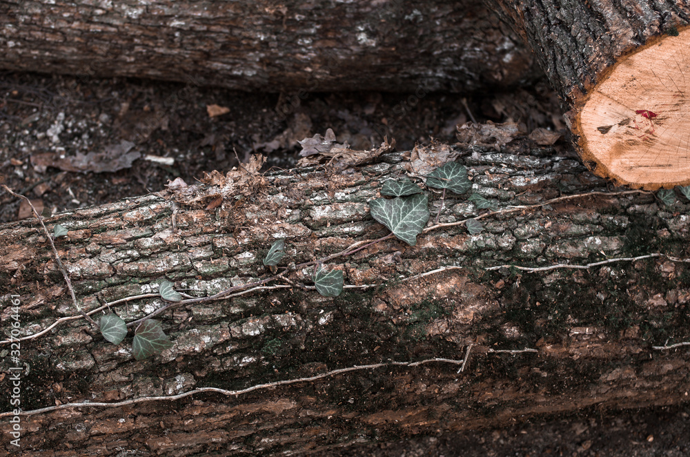 Fototapeta premium Plant growing on the surface of a tree log