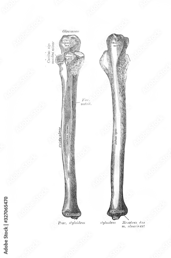 Right ulnar bone, front, back in the old book the Anatomie of a Human, by M.P. Vishnevskiy, 1890, Moscow Right ulnar bone, front, back in the old book the Anatomie of a Human, by M.P. Vishnevskiy, 1890, Moscow