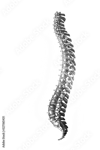 Vertebral column in the old book the Anatomie of a Human, by M.P. Vishnevskiy, 1890, Moscow