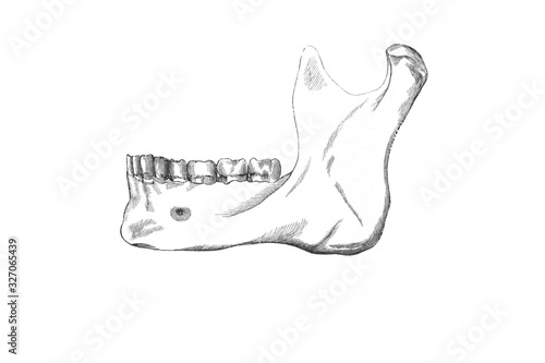 Lower jaw in the old book the Anatomie of a Human, by M.P. Vishnevskiy, 1890, Moscow photo