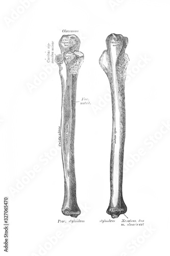 Right ulnar bone, front, back in the old book the Anatomie of a Human, by M.P. Vishnevskiy, 1890, Moscow
