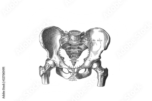 Male pelvis on top in the old book the Anatomie of a Human, by M.P. Vishnevskiy, 1890, Moscowv photo