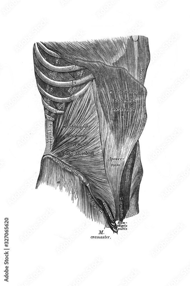 Broad abdominal muscles in the old book the Anatomie of a Human, by M.P ...