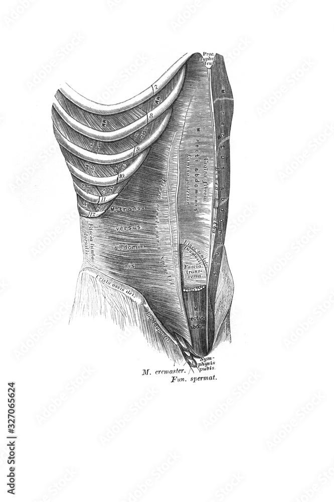 Broad abdominal muscles in the old book the Anatomie of a Human, by M.P ...