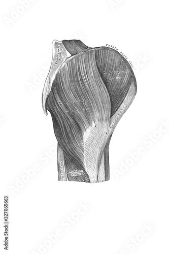 The external muscles of the pelvis in the old book the Anatomie of a Human, by M.P. Vishnevskiy, 1890, Moscow photo