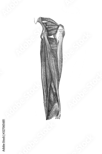 Muscles on the back of the thigh in the old book the Anatomie of a Human, by M.P. Vishnevskiy, 1890, Moscow