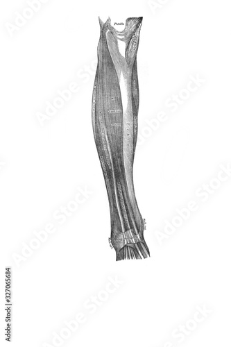 Muscles on the front and outside of the leg in the old book the Anatomie of a Human, by M.P. Vishnevskiy, 1890, Moscow