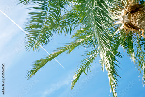 the plane flies in the blue sky with a view of palm tree