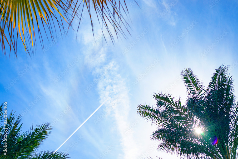 Obraz premium the plane flies in the blue sky with a view of palm trees