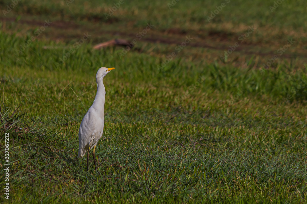 white egyptian heron stands on the grass and carefully looks back white egyptian heron stands on the grass and carefully looks back
