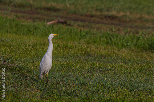 white egyptian heron stands on the grass and carefully looks back