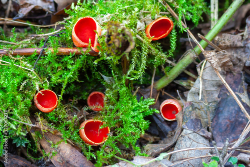 Sarcoscypha coccinea, commonly known as the scarlet elf cup, scarlet elf cap, or the scarlet cup on the moss covered rock in the forest