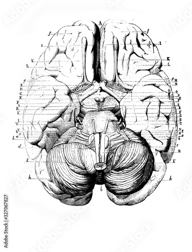 Brain from the bottom in the old book D'Anatomie Chirurgicale, by B. Anger, 1869, Paris