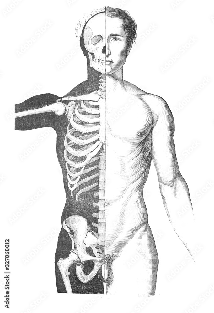 Fototapeta premium Anterior vertebral region in the old book D'Anatomie Chirurgicale, by B. Anger, 1869, Paris