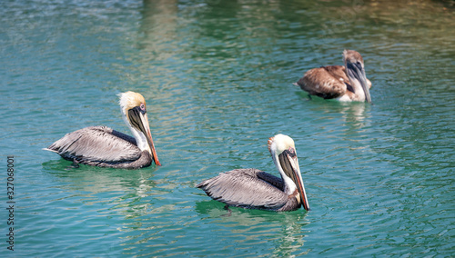 Three pelicans in the sea in Miami