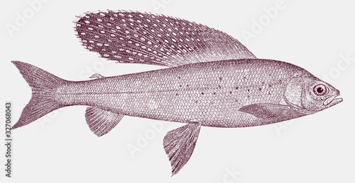 Arctic grayling thymallus arcticus, freshwater fish in the salmon family in side view photo