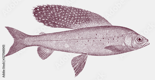 Arctic grayling thymallus arcticus, freshwater fish in the salmon family in side view