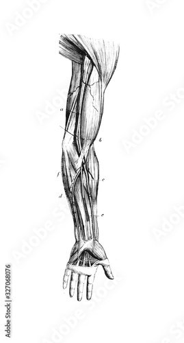 Arteries of the arm, elbow and forearm regions in the old book D'Anatomie Chirurgicale, by B. Anger, 1869, Paris