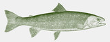 Dolly varden trout, salvelinus malma in side view