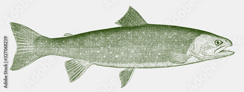 Dolly varden trout, salvelinus malma in side view