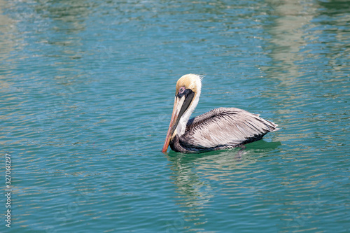 Pelican in the sea in Florida keys, USA
