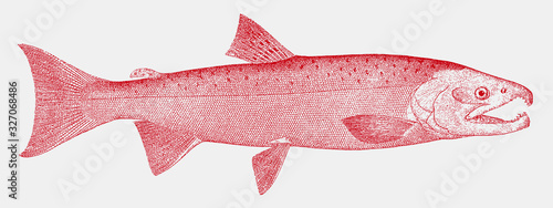 Coho salmon oncorhynchus kisutch, marine fish from the Pacific Ocean in side view