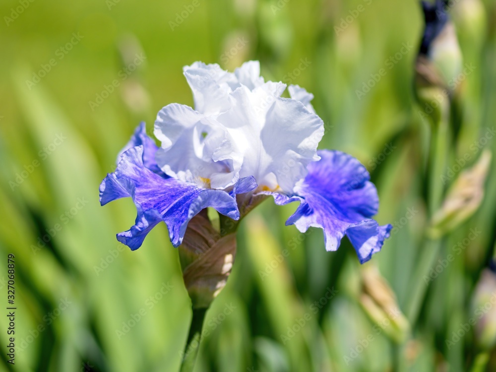 Multi-colored irises Multi-colored irises