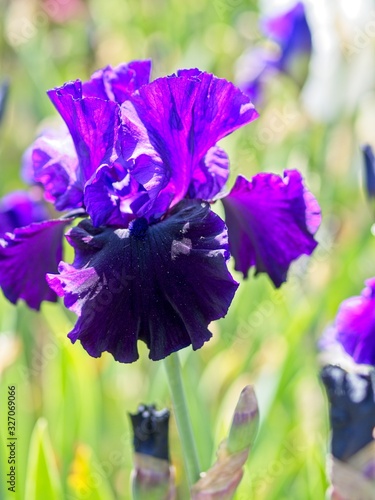 Fototapeta Naklejka Na Ścianę i Meble -  Multi-colored irises
