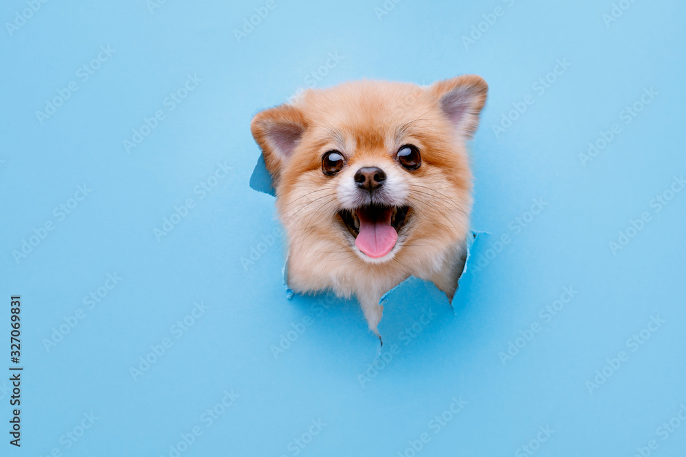 Portraite of cute fluffy puppy of pomeranian spitz climbs out of hole in colored background. Little smiling dog on bright trendy blue background. Free space for text. Portraite of cute fluffy puppy of pomeranian spitz climbs out of hole in colored background. Little smiling dog on bright trendy blue background. Free space for text.