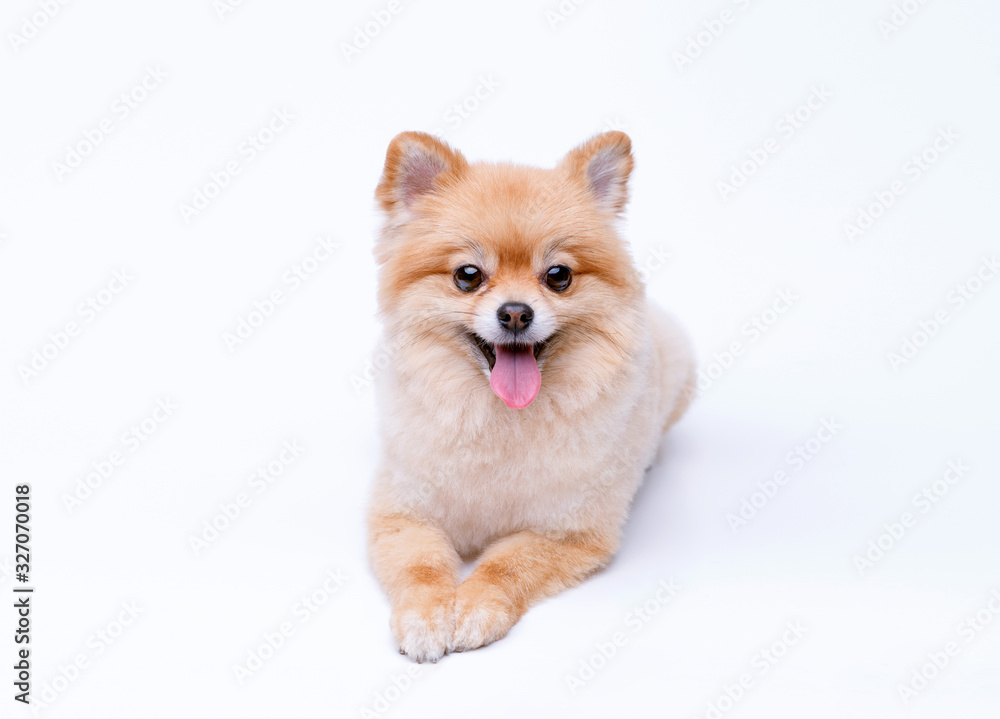 Portraite of cute fluffy puppy of pomeranian spitz. Little smiling dog on white background. Free space for text.