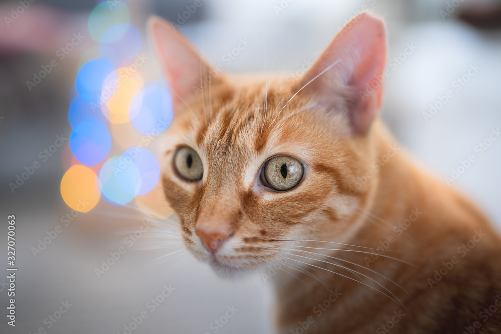 primer plano de gato atigrado de ojos verdes. luces de fondo