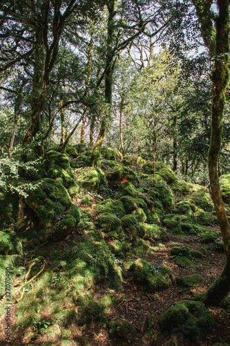 trees in the forest