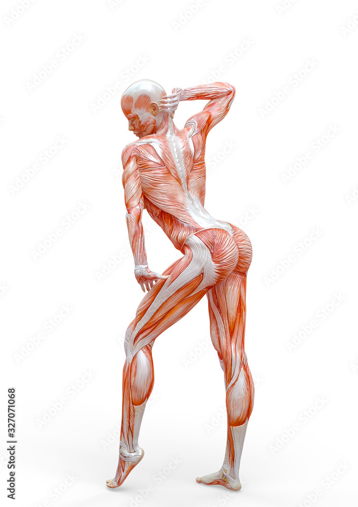 muscle woman doing a gymnastic pose in white background muscle woman doing a gymnastic pose in white background