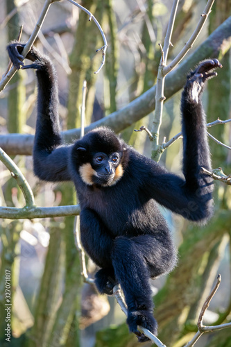Close up view of yellow cheeked Gibbon monkey