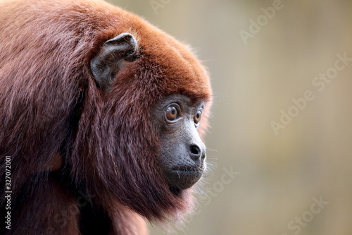Canvas Print Red howler monkey close-up view