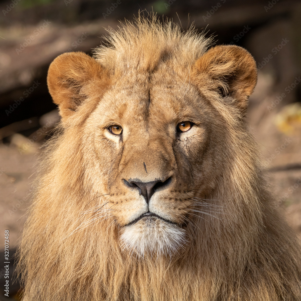 A beautiful young male lion portrait view A beautiful young male lion portrait view