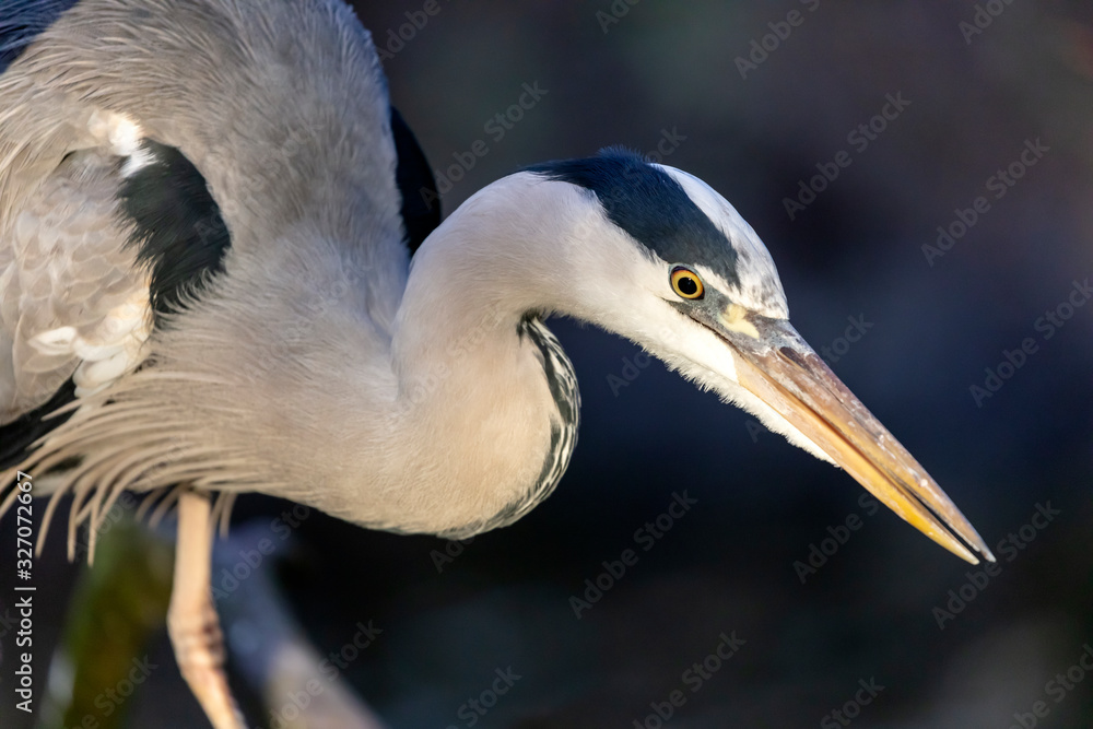 Close up portrait of a Grey heron Close up portrait of a Grey heron