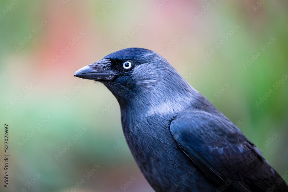 close-up of a black bird with colorful background close-up of a black bird with colorful background