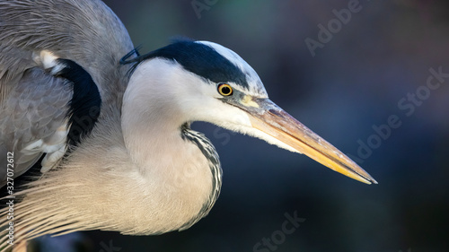 Fotografie Close up portrait of a Grey heron