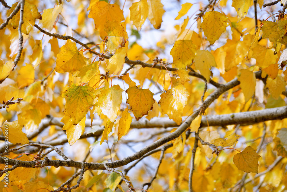 Yellow leaves on tree branch